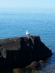 1002111_10151484595528990_1348282793_n